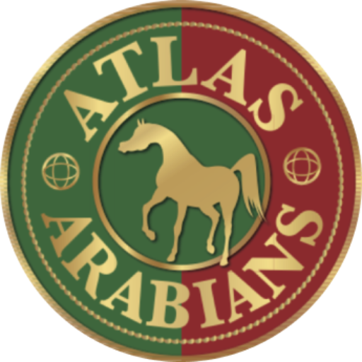 Atlas Arabians